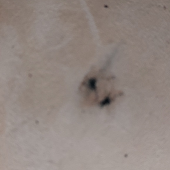 Via Spiga Metallic Multicolored Snake Print Flats NWOB - Picture 6 of 6